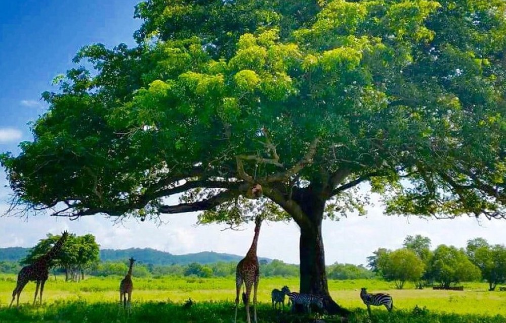 Calauit Island National Park